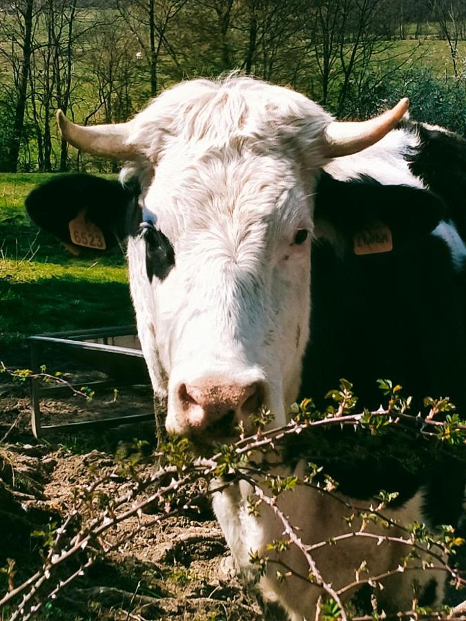 Agroturismo Agriturismo Cascina Dolomiti